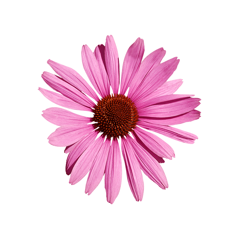 Echinacea