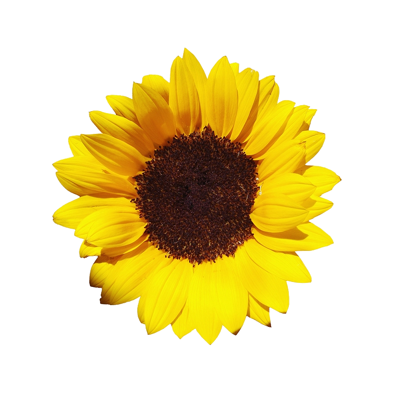 Sunflower ceramides