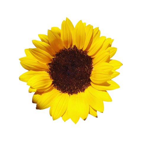 Sunflower ceramides